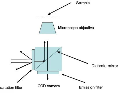 Figure 2.1 Representation of light path through an inverted epifluorescence microscope 