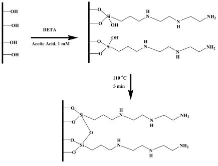 Figure 3.3 Representation of silanization procedure 