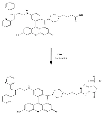 Figure 3.4 Representation of the activation of the carboxyl-modified ZnAF-2 with EDC/sulfo NHS 
