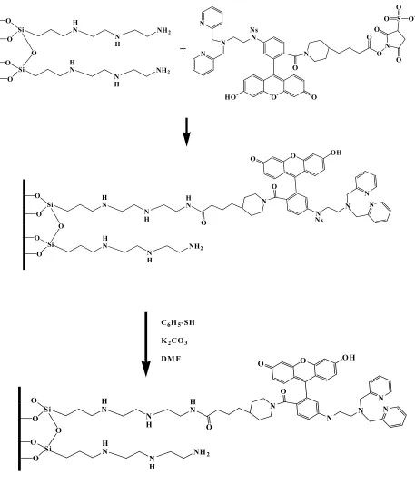 Figure 3.5 Representation of conjugation of ZnAF2 to aminosilanized glass coverslips 