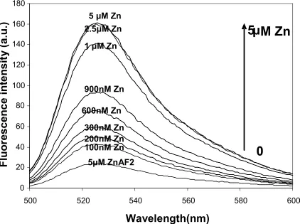 Figure 3.6 concentration between 0 to 5 µM.  Emission spectra of 5uM carboxyl-modified ZnAF-2 at increasing zinc ion  