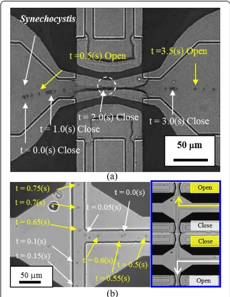 Figure 10 Merged figures of experiments. (a) A photo of valve