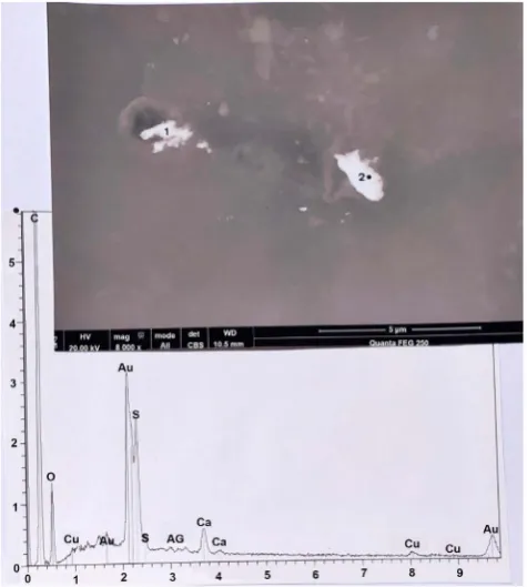 Figure 16. A scale of pure gold, located on hair number 9. Above: SEM photograph (in CBS, 30000×) of the scale