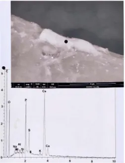 Figure 19. Example of a bone scale (in another part of hair 3).Above: at the black point