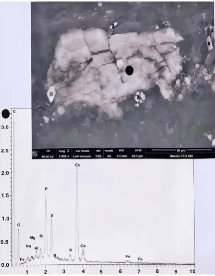 Figure 20. A bone scale, located on hair number 6. Above: SEM photograph (in CBS, 2000×) of the scale