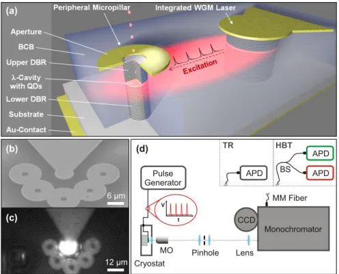 Fig. 1.  Device layout and experimental setup for the generation of nonclassical light within an integrated device approach