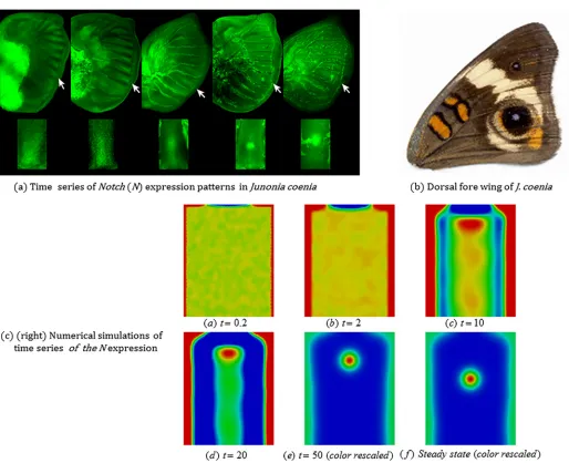 Fig 7. Development of focus points in the wing disc during eyespot determination. (a) Time series ofuniformly distributed noise which leaves the qualitative features of the results unchanged