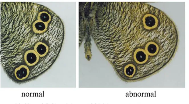Fig 8. Incomplete vein development leaves two focus points with an eyespot covering two focus points