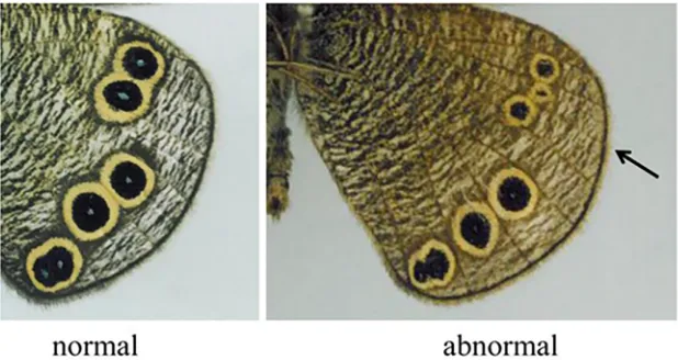Fig 9. One eyespot splits into two eyespots through the addition of a vein. (a) Normal (left) and abnormal (right) eyespot patterns on the hind wing of thebutterfly Ypthima arugus