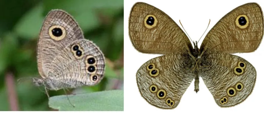 Fig 1. Ventral eyespot patterns of the butterfly Ypthima arugus (Nymphalidae, Satyrinae) at rest (left), and the extended adult specimen (right)