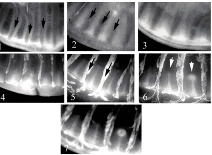 Fig 2. Development of eyespot focus points in the wing disc of Junonia coeniacourse of the (Nymphalidae, Nymphalinae)