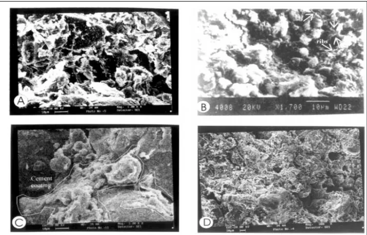 Figure: 9 SEM Photomicrograph         