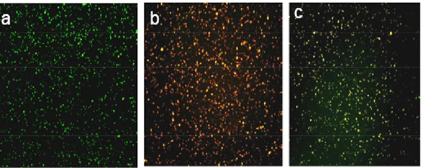 Figure 3.7 Digital fluorescence images of (a) peptide coated quantum dots showing green emission due to FRET between the quantum dots and rhodamine molecules, (c) quantum dot FRET-based probes when incubated for 15 minutes in a solution of 250emission, (b)