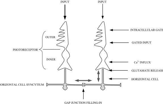 Figure 1. Model block diagram  