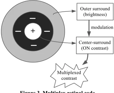 Figure 3. Multiplex retinal code 