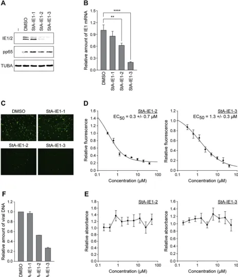 Fig. 10. StA-IE1-2 and StA-IE1-3 inhibit CMV major IE gene expression and CMV replication