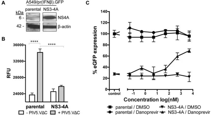 Fig. 1. Restoration of eGFP expression in activated A549/pr(IFNβvolume of DMSO (control)