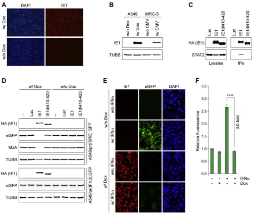 Fig. 7. Characterization of the A549/pr(ISRE).GFP-IE1 reporter cell-line. (CMV). Whole cell extracts were prepared, and IE1 andA) Immunoﬂuorescence analysis of IE1 expression