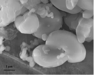 Figure 3.3 SEM images of rod-like MCM-41 from the 1st time of seed crystal growth. 