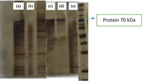 Figure 5. The Profiling Protein SDS-PAGE with Silver Staining, The control group + (a), the control − (b), the dose I (c), dose II (d) and dose III (e) indicate the presence of a protein with a molecular weight of 70 kDa whose expression is increased in a 