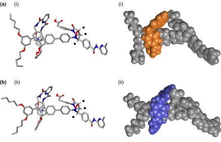 Figure 4. Stick (i) and space-fill (ii) representations of the X-ray crystal structure of (a) GM [2]rotaxane and (b) PM [2]rotaxane as determined by single-crystal X-ray crystallography