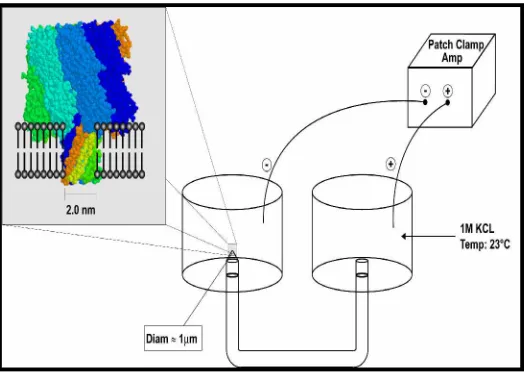 Figure 2.1: Nanopore Detector