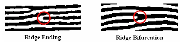 Figure 3: Ridge ending and ridge bifurcation. 