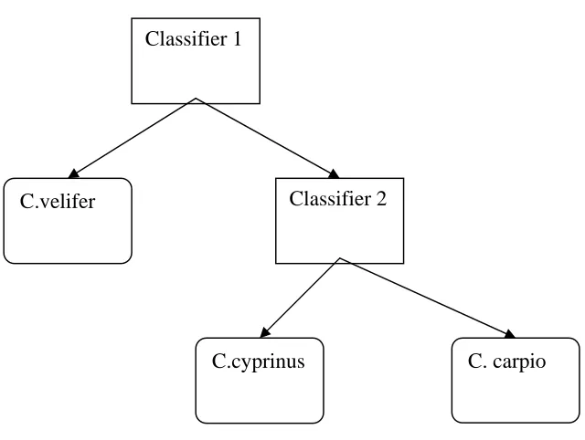 Figure 8: A hierarchical classifier for Carpiodes genus.