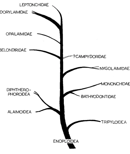 Fig. 2. Phyletic arrangement of the soil-dwelling Enoplida, with the morphological features shown on an overlay