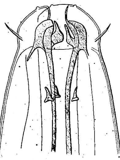 Fig. 8. Ironus i avus (Bastian) larva showing the developing teater de Man, 1884 )4) 