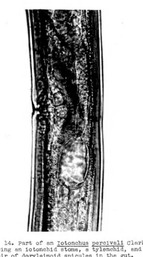 Fig. 14. Part of an Iotonchus percivali Clark showing an iotonchid stoma, a tylenchid, and 