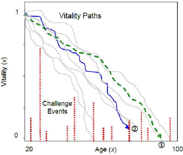 Figure 1: The two-process vitality model illustrated. Vitality declines stochastically from an initial value of 1