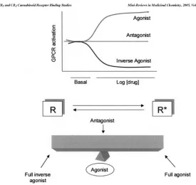 Figure 1.1.1: confirmations is presented. 70 An illustration of the dynamic between inverse agonist, antagonist, and agonist with active (R*) and inactive (R) CB1 receptor  