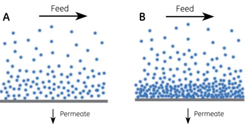 Figure 4.1: During processing, a gradient of increasing concentration of solutes forms between the bulk feed flow and the membrane surface (A)