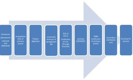 Figure 1.5 Scheme for COFRADIC for N-terminal peptides 63 