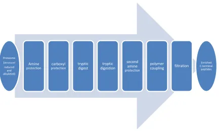 Figure 1.6 scheme of proteome wide C-termini analysis by Overall lab 74 