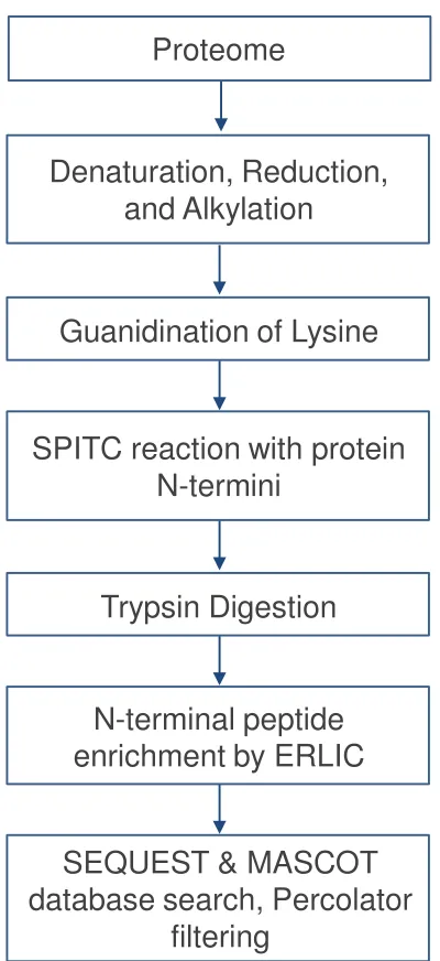 Figure 3.1 Flow chart for N-terminal identification by SPITC modification and ERLIC enrichment