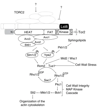Figure 4.  The TORC2 signaling pathway converges with the CWI pathway.   