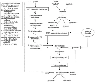 Figure 2. Folate Biosynthesis Pathway in LAB.21,57