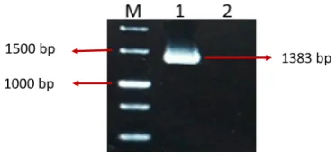 Figure 3. Sequence Analysis of GGP Gene and Predicted Protein Sequence. A: DNA sequence with primers site, start and stop codons and restriction enzyme sites
