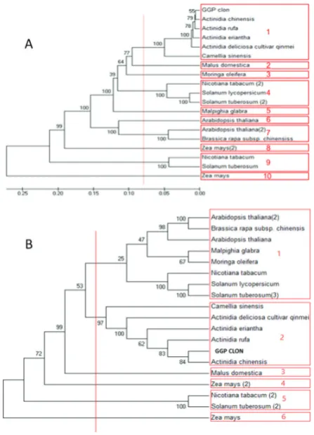 Figure 4. DNA and protein phylogenic tree, A: DNA tree with 10 groups, B: protein tree with 6 groups (by UPGMA method).