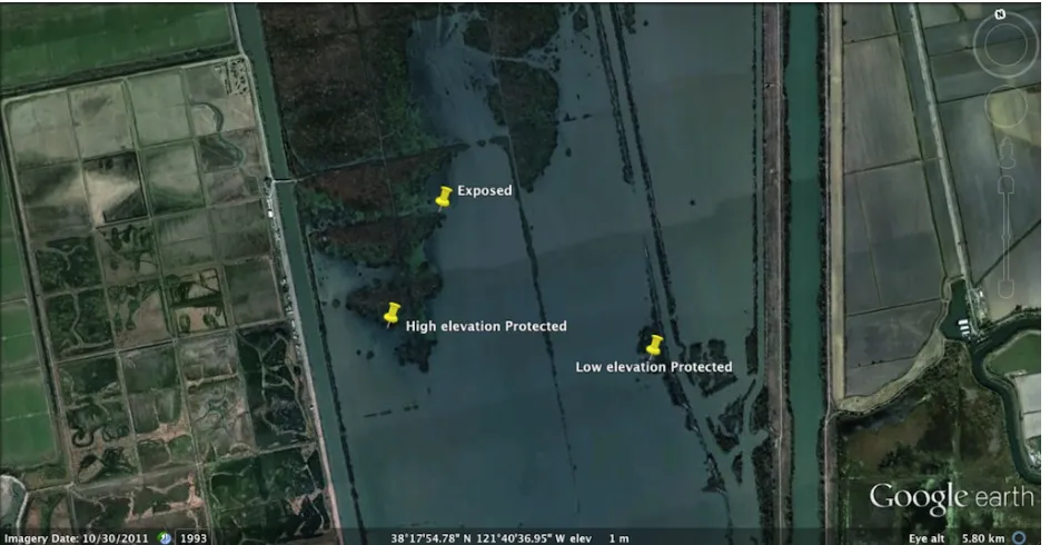 Figure 2.2 Study sites at Liberty Island (Google earth). 