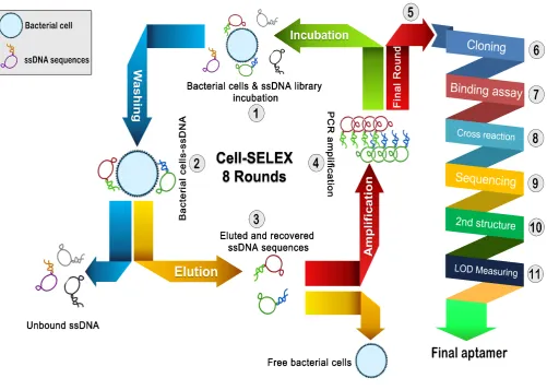Figure 1.  SELEX schematic procedure. Synthesized ssDNA random pool was mixed with bacteria cells at the first round