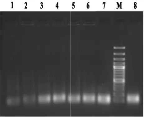 Figure 2. Lane 1 to 8: amplification of recovered ssDNA pool at . Lane 1 to 8: amplification of recovered ssDNA pool at  the end of each round (round 1 to 8), M: DNA marker.the end of each round (round 1 to 8), M: DNA marker