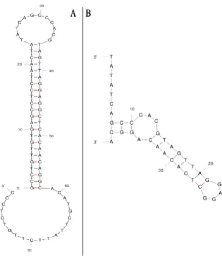 Figure 7. Secondary structure of aptamers predicted by mfold. A) Full length STAPT with the minimum energy of -27.65 Kcal/mol