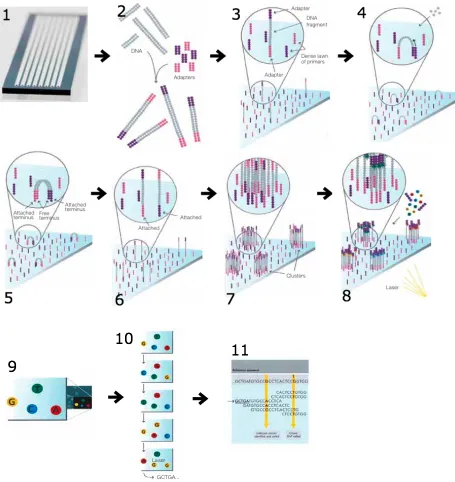 Figure 2. RNA-Seq Workflow Illustrated Using Illumina Sequencer. The above steps (1 – 11) show the steps taken during sequencing using an Illumina Sequencer