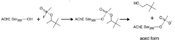Figure 2. Mechanism of inactivation of Acetylcholinesterase [Adamczak, M., et al].