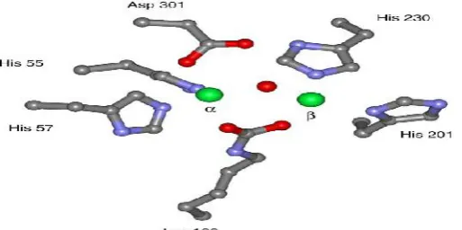 Figure 3. OPH active site [Ghanem,E.,shape is such that metallic centre of binucleate is at the end of et al] OPH, like other members of super family Amidohydrolase, consists of one TIM-(αβ)8 and its β-barrel domain carboxyl