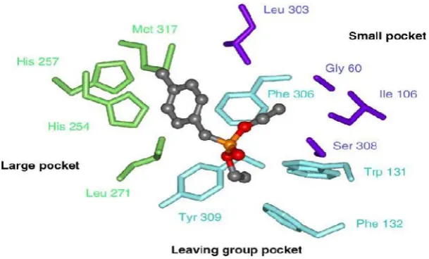 Figure 4. Active site of the substrate bond to the enzyme [Ghanem. E,et al]