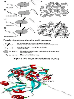 Figure 7. 3-dimentional structure of methyl parathion hydrolase of Ochrobactrum sp.M231 bacteriumand the site of the two glycine amino acids [Jian